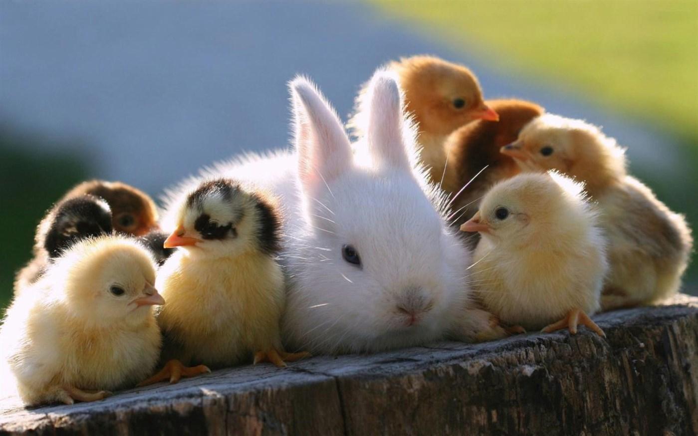10+ Best Themes and Skins for Windows 11 Desktop 12 Chicks And Bunnies