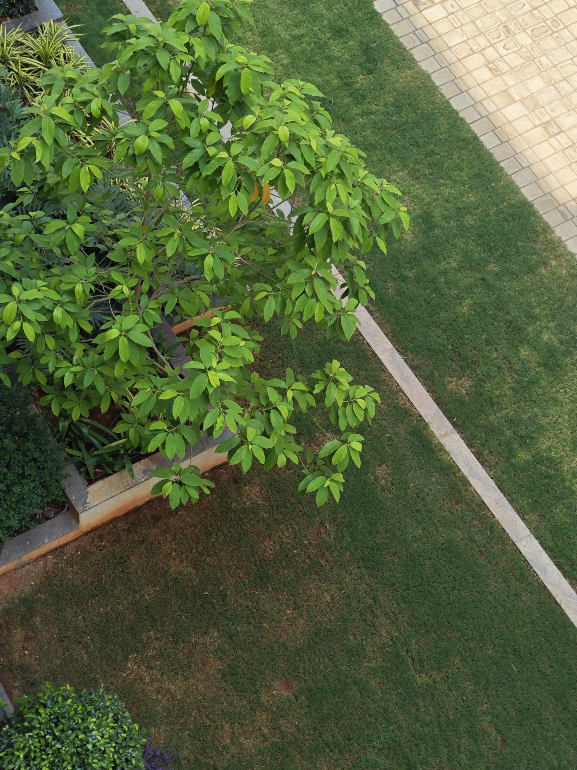 I used the Samsung Galaxy S26 Ultra for a month: Here’s my honest take 8 S26 Shot of tree