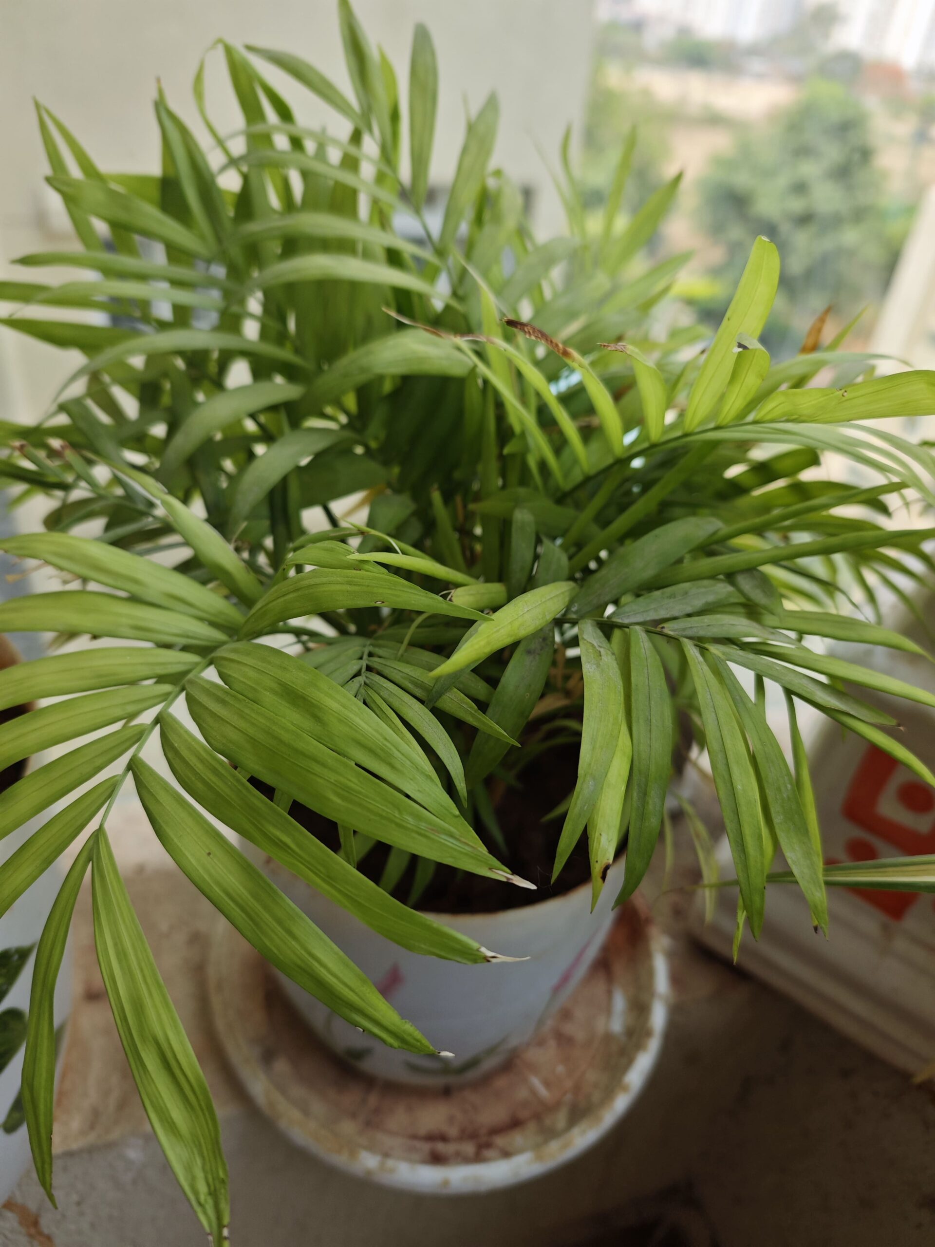 I used the Samsung Galaxy S26 Ultra for a month: Here’s my honest take 10 Samsung Galaxy S26 Shot of Plant